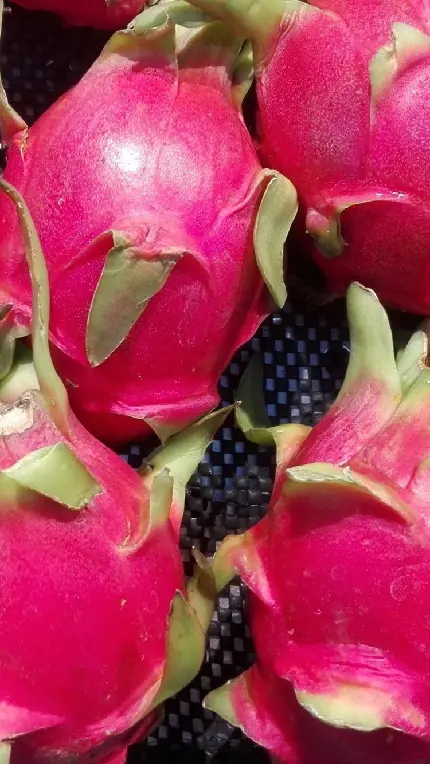 عکس از نزدیک میوه اژدها قرمز باحال به عنوان Background گوشی