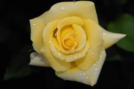 عکس پروفایل گل رز زرد طبیعی القا کننده حس شادابی به هر فضایی