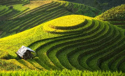 عکس چمن برای فتوشاپ