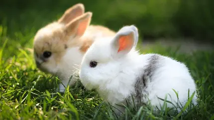 بامزه ترین عکس زمینه خرگوش های زیبا و دوست داشتنی