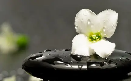 تصویر زمینه سنگ مشکی ذن و گل سفید باطروات ویژه لپتاپ