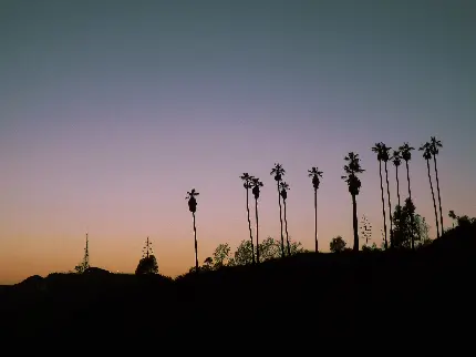 تصویر زمینه نخلستان در شهر لس آنجلس ایالت کالیفرنیا آمریکا