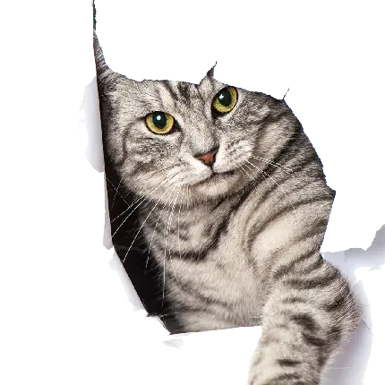 جذاب ترین عکس پی ان جی PNG از گربه وسط کاغذ پاره شده