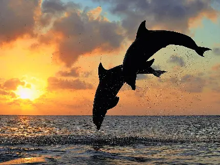 دانلود زیباترین والپیپر از دلفین های عاشق Dolphins Wallpaper