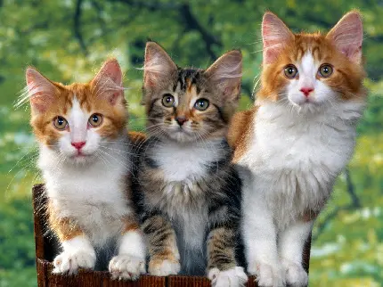 عکس استوک گربه های چند رنگ یکی از همراهان محبوب انسان ها