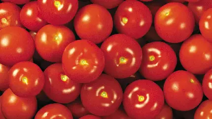 عکس با کیفیت گوجه فرنگی یک ماده اصلی در تهیه بسیاری از غذاها