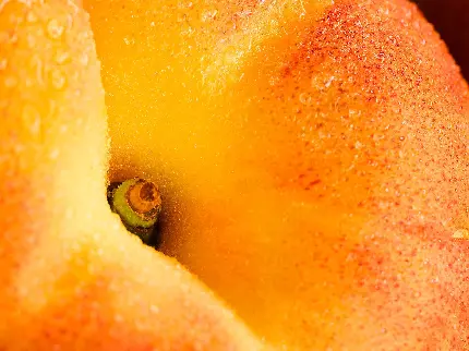 تصویر ساده و دیدنی میوه‌ هلو از نزدیک با پرز کوچک میکروسکوپی