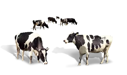 تصویر گاو های بزرگ و زیبا با فرمت پی ان جی و کیفیت بالا 