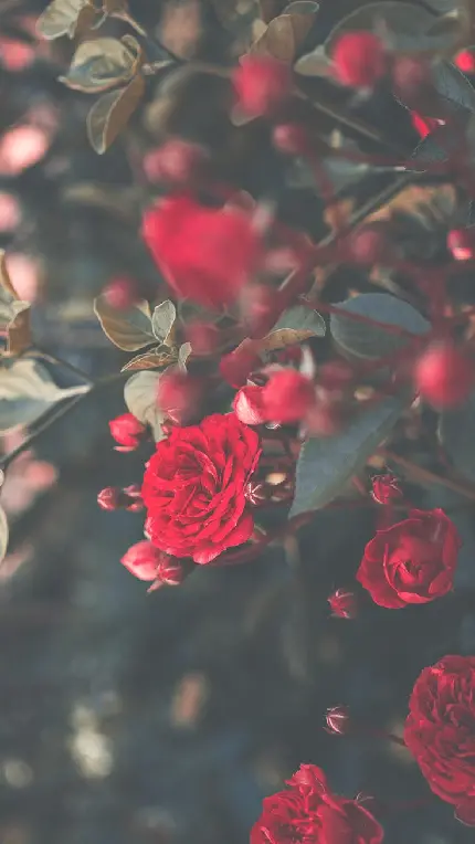 پس زمینه باغ پر از رز Rose قرمز با رایحه ای متمایز ویژه گوشی