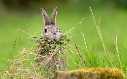 دانلود عکس خیلی بامزه از خرگوش وحشی درحال غذا خوردن 