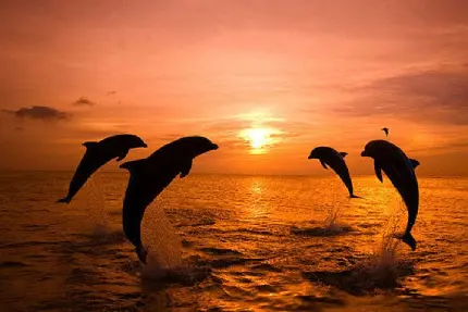 عکس پرش دست جمعی دلفین ها در دریا هنگام غروب آفتاب