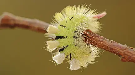 پرتره ای قشنگ و شگفت انگیز از گل خار دار بر روی شاخه