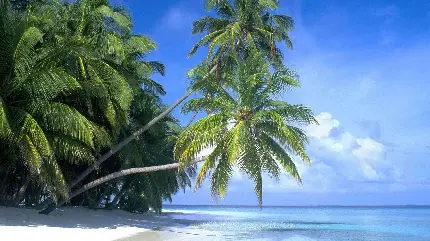 عکس زمینه از زیباترین سواحل در مالدیو با پهنه ی آبی شفاف و کریستالی