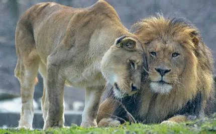 عاشقانه ترین عکس از شیر های عاشق مناسب تصویر زمینه زوج ها