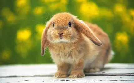 دانلود رایگان عکس خرگوش وحشی یکی از نژاد های لوپ 