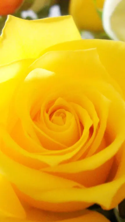 عکس گل رز زرد با کیفیت بد برای نوشتن متن احساسی و عاشقانه