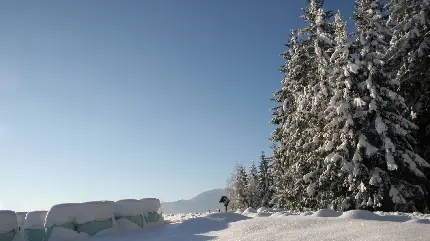 خوشگل ترین طبیعت برفی در کنار درختان کاج در یک نمای Full HD
