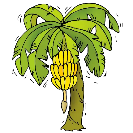 عکس درخت موز کارتونی png یکی از بزرگترین گیاهان میوه ای جهان
