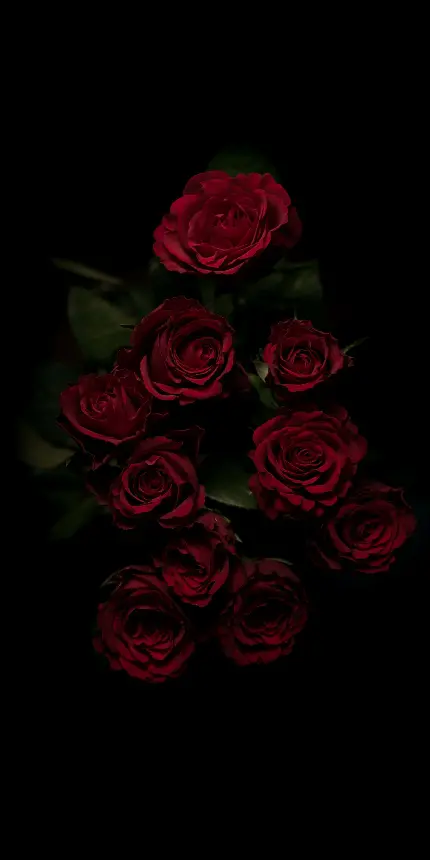 بک گراند تاریک دسته گل رز قرمز طبیعی با کیفیت عالی