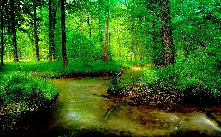 عکس استوک رودخانه زلال خنک در جنگل سبز تابستانی با کیفیت hd کاملا رایگان