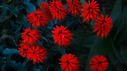 والپیپر حیرت انگیز و زیبا از گل های قرمز رنگ 