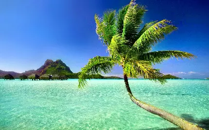 خیره کننده ترین عکس از سواحل جزیره با آب درختان نخل در ساحلی با آب های زلال اقیانوسی