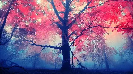 عکس خوشگل تک درخت بلند و تنومند با برگ های قرمز پاییزی