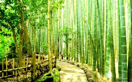 عکس جاده پیاده روی میان درخت های انبوه بامبو در چین 
