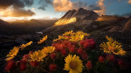 عکس بسیار زیبا از آفتاب گردان در کوه های بلند 