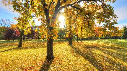 تصویر استوک روز افتابی گرم با سایه درختات کشیده رو به پایین جذاب