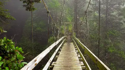 عکس خارق العاده و رویایی از راه زیبا در جنگل 