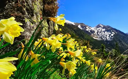 دانلود تصویر خارق‌العاده از گل های زرد و زیبا با ساقه های سبز 