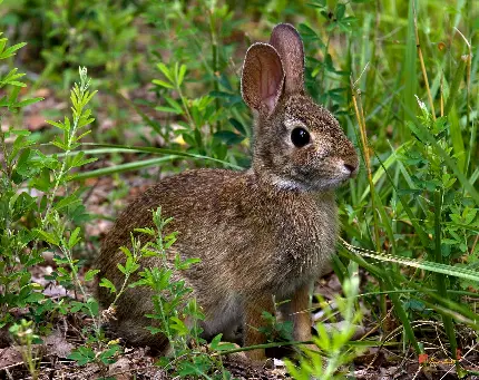 تصویر خرگوش زیبا در طبیعت مناسب صفحه کامپیوتر 