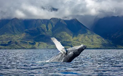 دانلود والپیپر نهنگ کوهان دار در سطح اقیانوس با کیفیت بسیار بالا