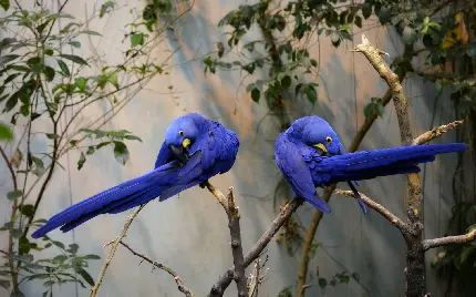 عکس منحصر به فرد از دوتا پرنده آبی در طبیعت 