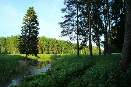 عکس آرامش بخش جنگل سبز و درختان بلند قامت با رودخانه ی داخل جنگل