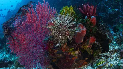 عکس عجیب از گیاه دریایی با رنگ های مختلف با کیفیت فول اچ دی 