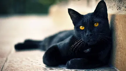عکس گربه سیاه خیابانی مناسب تصویر زمینه دسکتاپ کامپیوتر