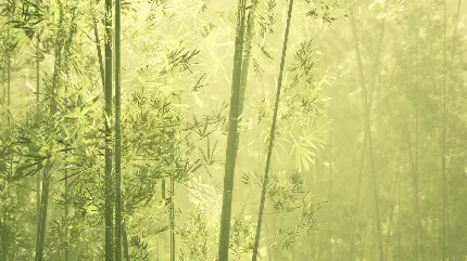 تصویر جدید از درختان بامبو زیتونی رنگ بسیار زیبا 