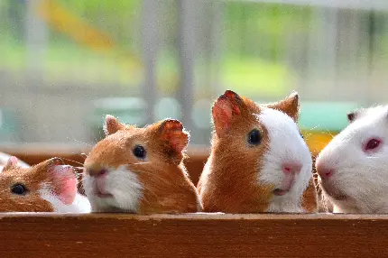  دانلود تصویر بسیار زیبا و جالب از خوکچه های قشنگ 