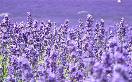 تصویر استوک دلپسند دشت بزرگ گل های اسطوخودوس در فصل بهار