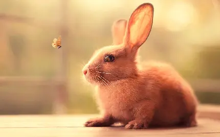 تصویر خرگوش بامزه برای پروفایل دخترانه با کیفیت فوق العاده