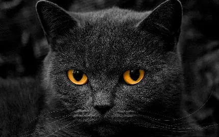 خوشگل ترین تصویر گربه سیاه با چشمان نارنجی برای محیط دسکتاپ