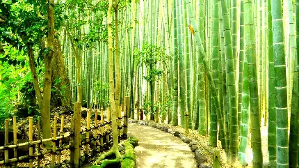 دانلود عکس رایگان راه بسیار زیبای جنگل بامبو های بلند 