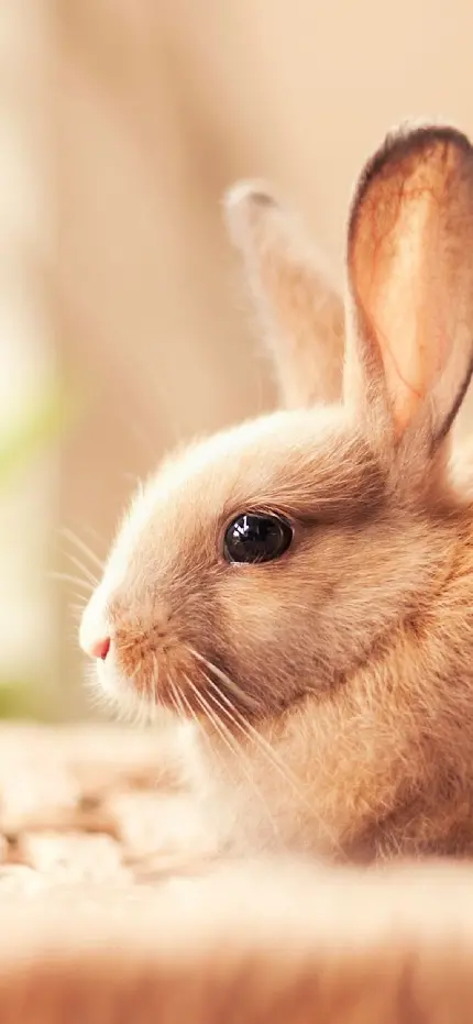 عکس پروفایل خرگوش زیبا و قهوه ای رنگ با بک گراند مات