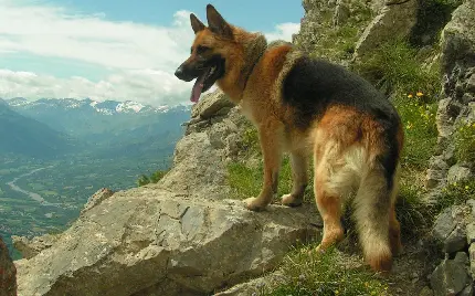 عکس سگ ژرمن شپرد اصیل در کوهستان سرسبز با چشم انداز زیبا