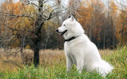  والپیپر شگفت انگیز از سگ هاسکی هاسکی سفید بزرگ 