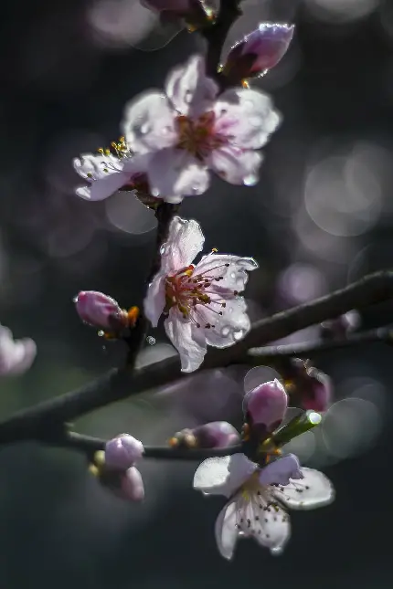 تصویر زمینه فوق العاده قشنگ و جالب از شکوفه های درخت هلو