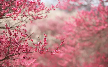 عکس استوک از درختان دارای شکوفه های صورتی زیبا و اسمان آبی صاف