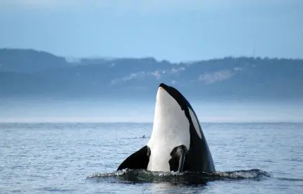 دانلود تصویر جذاب از نهنگ قاتل در آب‌های خلیج فارس
